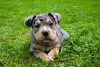 Photo №4. I will sell american bully in the city of Krško. breeder - price - 2113$