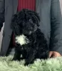 Additional photos: Portuguese Water Dog puppies