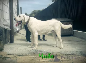 Additional photos: Central Asian Shepherd Puppy