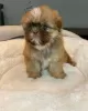 Photo №3. SHIH TZU PUPPIES. United States