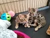 Photo №1. bengal cat - for sale in the city of Uman' | Is free | Announcement № 10003