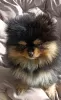 Photo №1. pomeranian - for sale in the city of Kraljevo | negotiated | Announcement № 104178