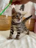 Photo №3. Bengal gorgeous girl for breeding. Italy