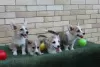 Additional photos: Welsh Corgi Pembroke puppies