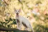 Photo №4. I will sell devon rex in the city of Москва. private announcement, from nursery, breeder - price - 1500$