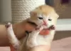 Additional photos: British kittens golden chinshilas