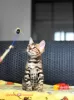 Photo №2 to announcement № 23316 for the sale of bengal cat - buy in Belarus private announcement, from nursery, breeder