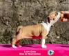 Additional photos: American Stafford Terrier puppies