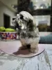 Additional photos: Havanese puppies