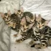 Photo №1. bengal cat - for sale in the city of Aalst | negotiated | Announcement № 121797