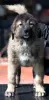 Photo №4. I will sell caucasian shepherd dog in the city of Москва. from nursery - price - negotiated