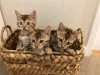 Photo №3. Home trained Bengal Cats kittens available for Adoption. Germany