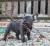 Photo №1. french bulldog - for sale in the city of Namur | 188$ | Announcement № 129078