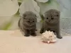 Photo №3. Healthy Scottish Fold kittens for sale. Germany