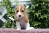 Additional photos: Wonderful beagle's puppy