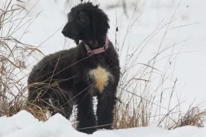 Photo №1. afghan hound - for sale in the city of Москва | negotiated | Announcement № 5784