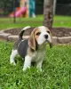 Photo №3. Two beautiful beagle puppies for sale. Germany