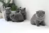 Photo №3. British Shorthair kittens. United Arab Emirates