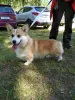 Photo №4. I will sell welsh corgi in the city of Minsk. from nursery, breeder - price - 1785$