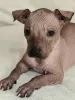 Photo №1. mexican hairless dog - for sale in the city of Cherkasy | negotiated | Announcement № 17912