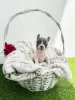 Additional photos: French bulldog puppies