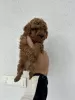 Photo №4. I will sell poodle (toy) in the city of Werbass. breeder - price - 1321$