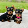 Photo №1. yorkshire terrier - for sale in the city of Siófok | negotiated | Announcement № 58243