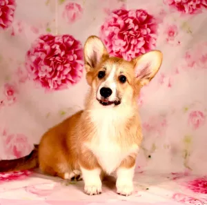 Photo №2 to announcement № 6352 for the sale of welsh corgi - buy in Russian Federation from nursery