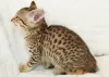 Additional photos: savannah kittens F5 LOOF