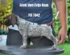 Photo №4. I will sell german shorthaired pointer in the city of Belgrade. breeder - price - 500$