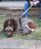 Additional photos: Lagotto Romagnolo puppies