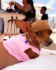 Photo №2 to announcement № 99083 for the sale of miniature pinscher - buy in United States private announcement, breeder