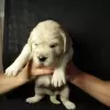 Additional photos: Golden retriever puppies