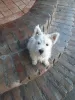 Additional photos: West Highland White Terrier - Westie