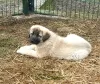 Photo №3. Turkish Kangal puppies. Ukraine