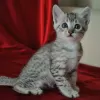 Photo №2 to announcement № 122106 for the sale of egyptian mau - buy in Russian Federation from nursery