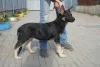 Photo №1. east-european shepherd - for sale in the city of Chelyabinsk | 321$ | Announcement № 7964