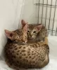 Photo №4. I will sell ocicat in the city of Хасселт. breeder - price - 94$