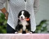 Photo №4. I will sell bernese mountain dog in the city of Драчково. from nursery - price - negotiated