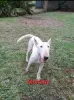 Photo №3. Bull Terrier Puppies for Sale. Finland