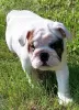 Additional photos: English Bulldog dog with ZKwP/FCI pedigree after Champions