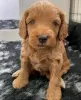 Photo №1. english cocker spaniel - for sale in the city of Eišiškės | 349$ | Announcement № 75799