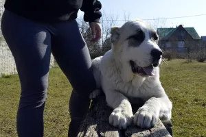 Additional photos: Sale of puppies of the Central Asian Shepherd Dog (Alabai).