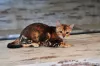 Photo №4. I will sell bengal cat in the city of Eagle. from nursery - price - 195$