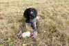 Additional photos: German Wirehaired Pointer ZKwP FCI female