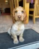 Photo №1. english cocker spaniel - for sale in the city of Братислава | Is free | Announcement № 111331