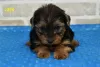 Photo №3. Awesome Yorkie puppies set to go. United States