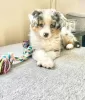 Photo №3. Australian shepherd Puppies Looking for loving homes. United Kingdom