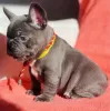 Additional photos: French Bulldog