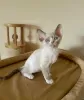 Photo №1. devon rex - for sale in the city of Herne | 370$ | Announcement № 113146